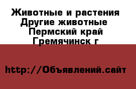 Животные и растения Другие животные. Пермский край,Гремячинск г.